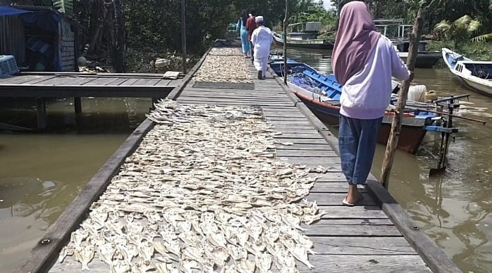pengeringan ikan sukamara
