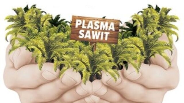 plasma sawit
