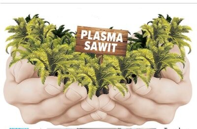 plasma sawit