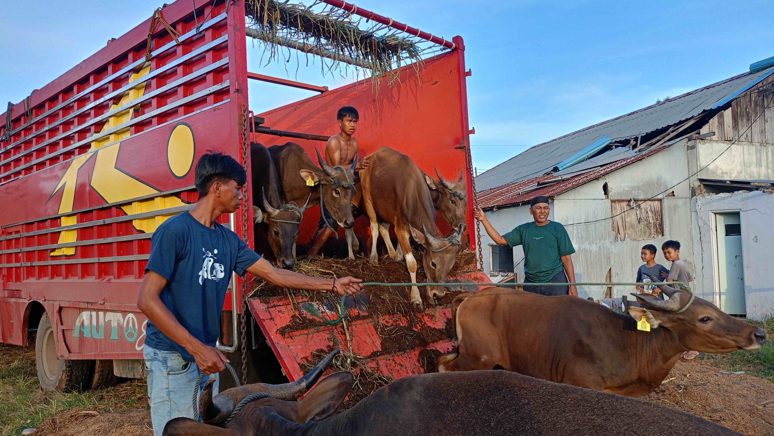 sapi kurban datang