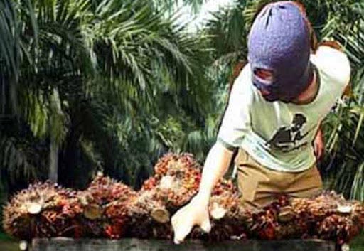 maling sawit