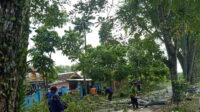 pangkas pohon
