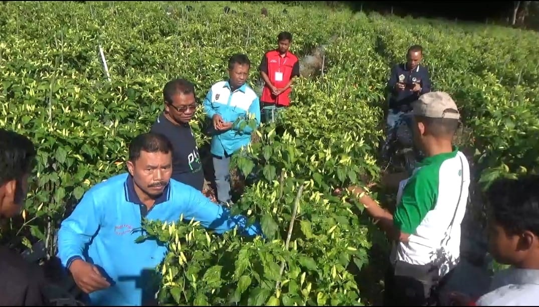 petani kubu panen cabai