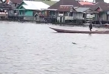 buaya sungai arut