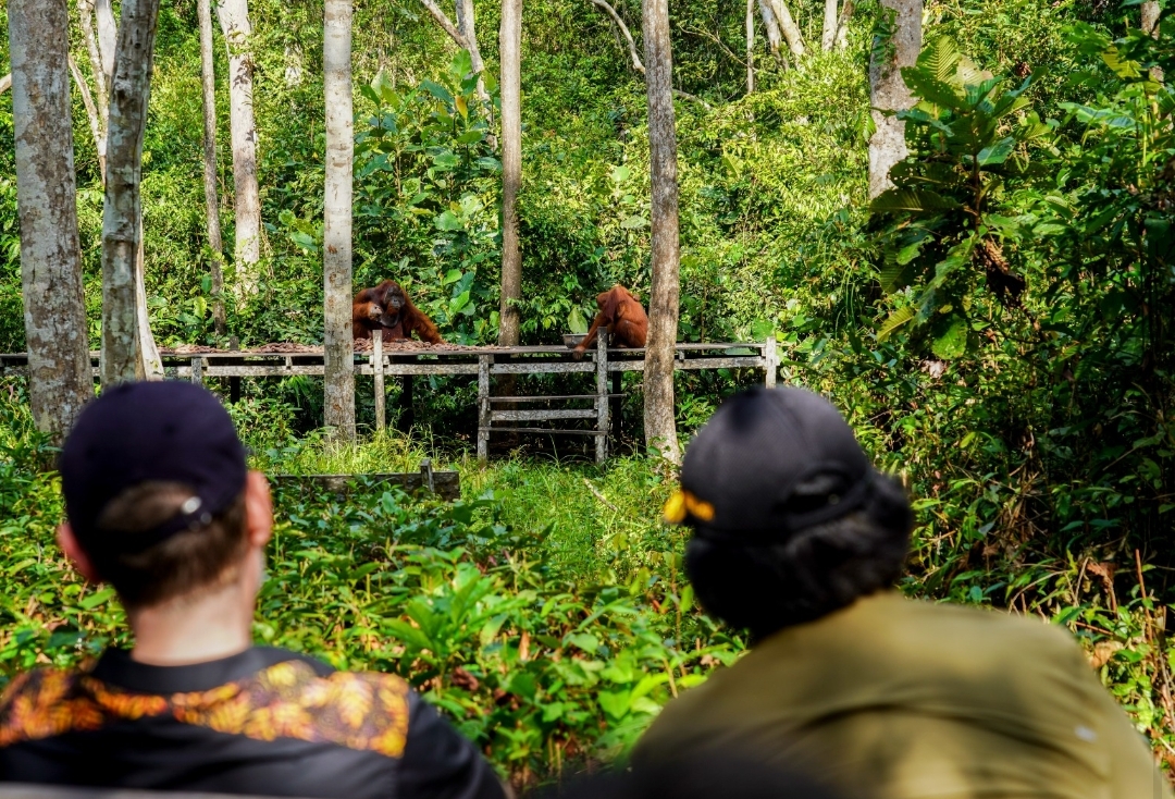 pelepasliaran orang utan