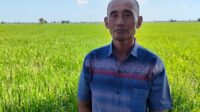 5 soc palangka pengembangan padi