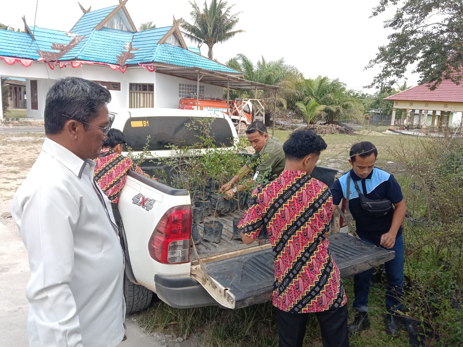 bibit ketapang 2