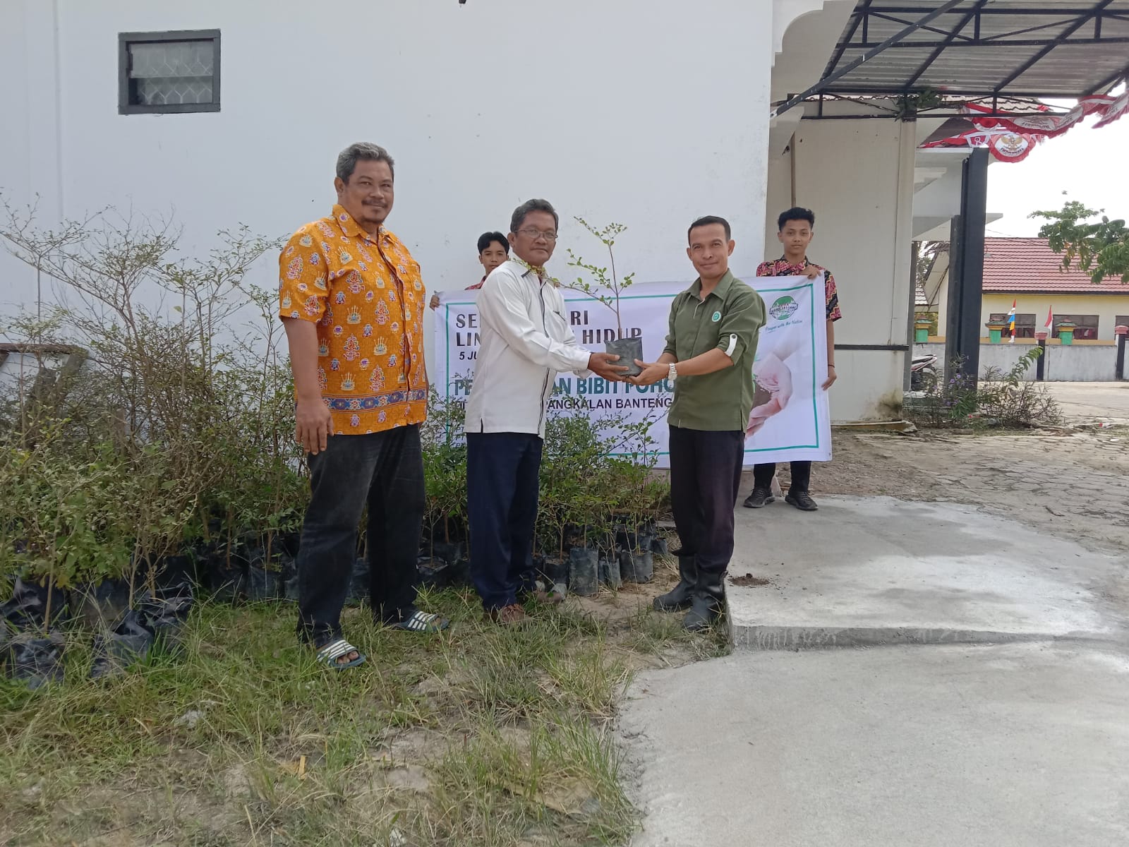 bibit ketapang
