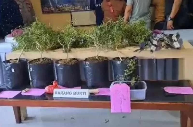 ganja
