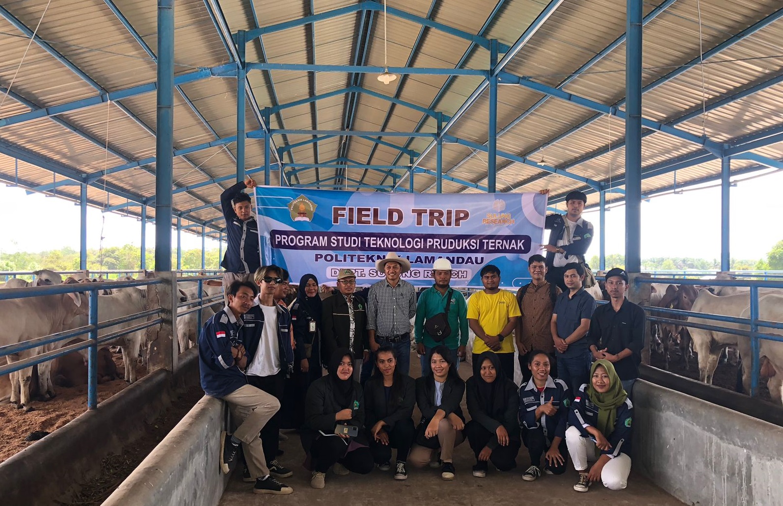 sawit sapi