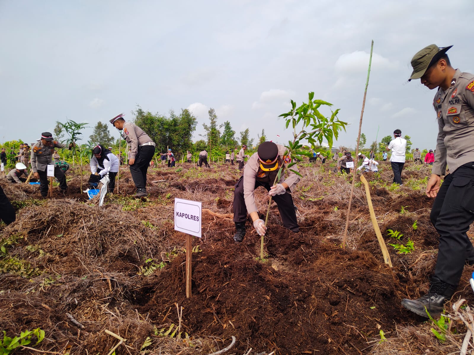 tanam pohon