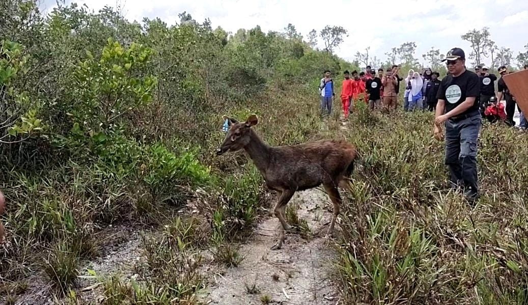 pelepasan rusa