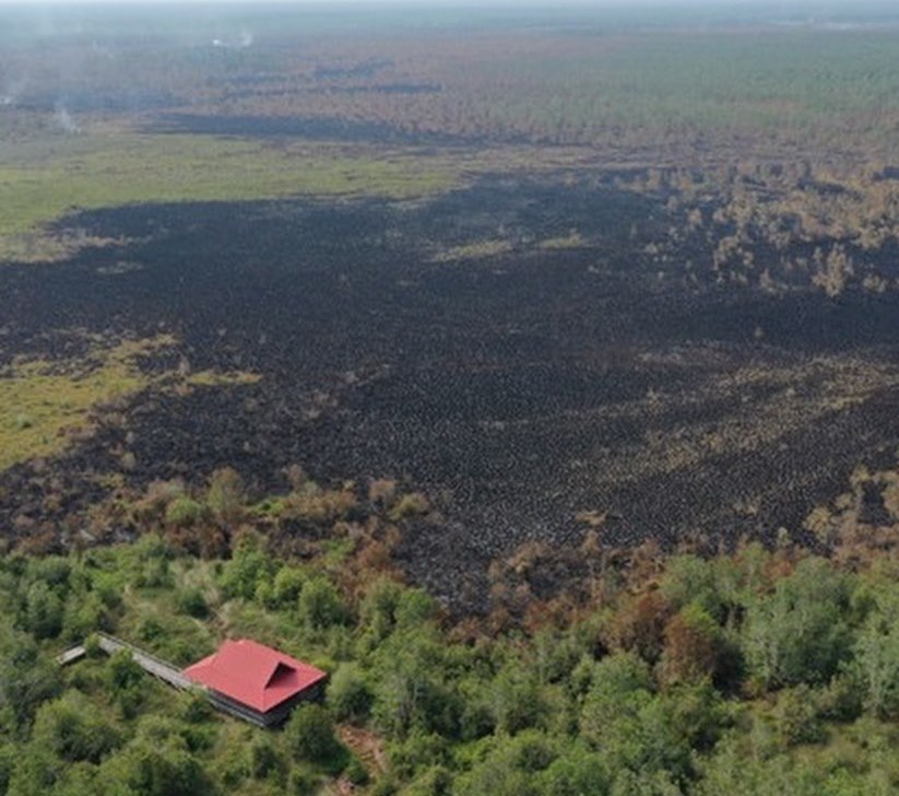 taman nasional sebangau