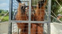 orangutan