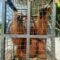 orangutan