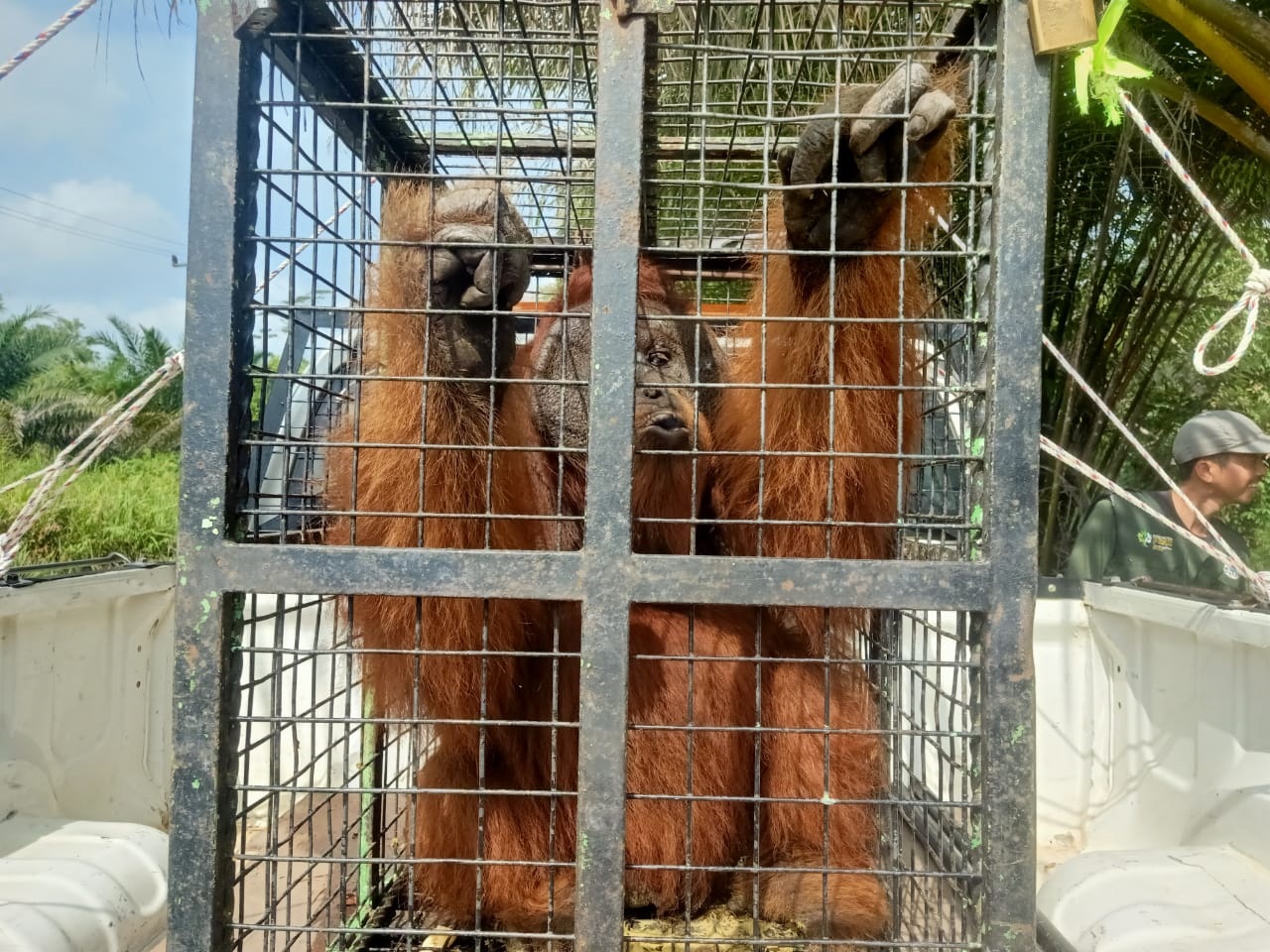 orangutan