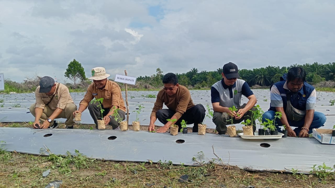 tanam sayur sukamara tanam sayur sukamara