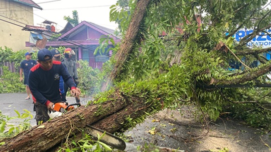 TEBANG POHON TUMBANG