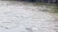 buaya