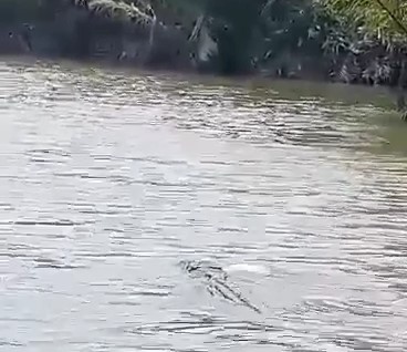 buaya