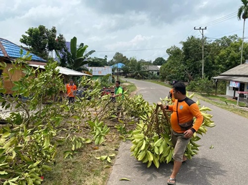 pohon tumbang