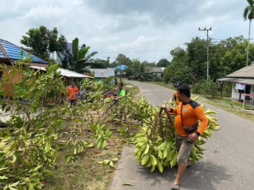 pohon tumbang