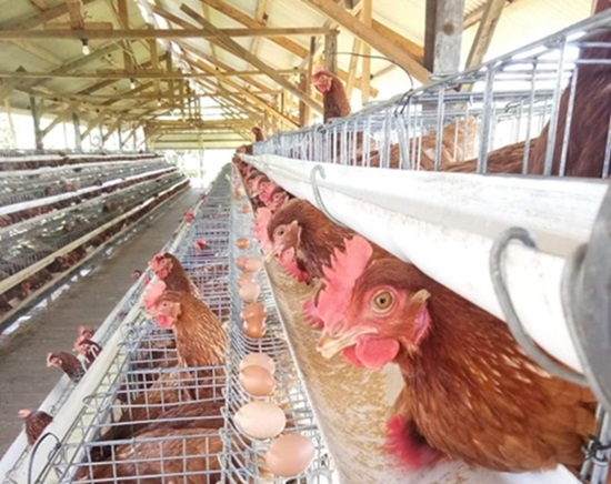 ayam petelur