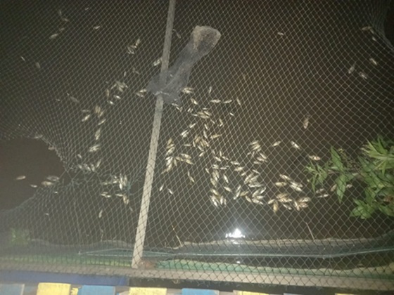 ikan mati