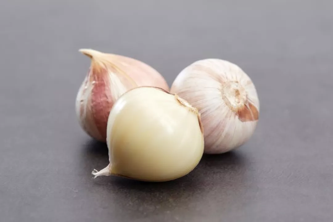 bawang putih tunggal
