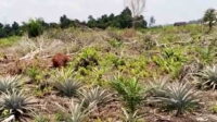 orangutan
