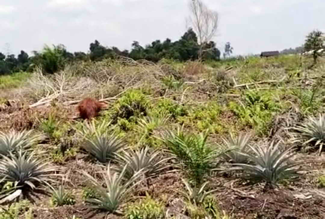 orangutan