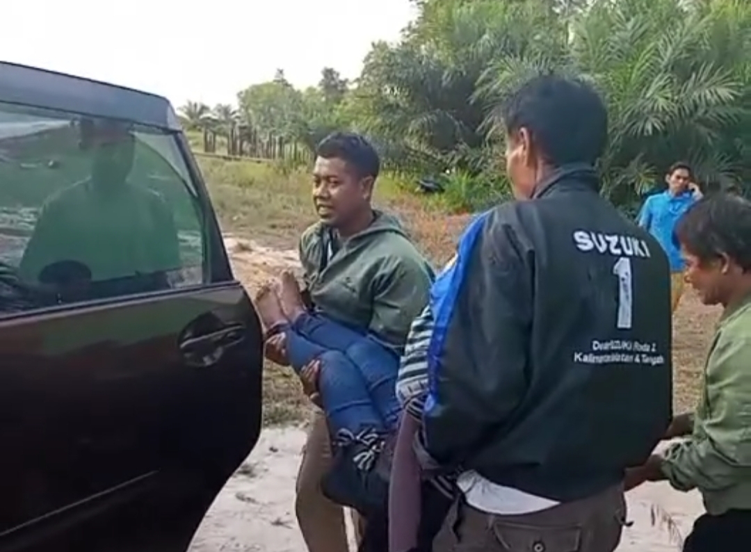 sapi pangkalan bun