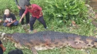 buaya pangkalan bun