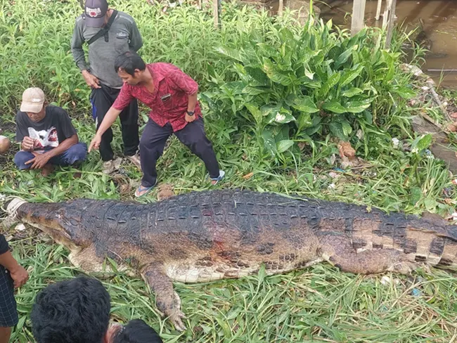 buaya pangkalan bun