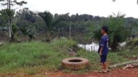 BUAYA LUWUK BUNTER