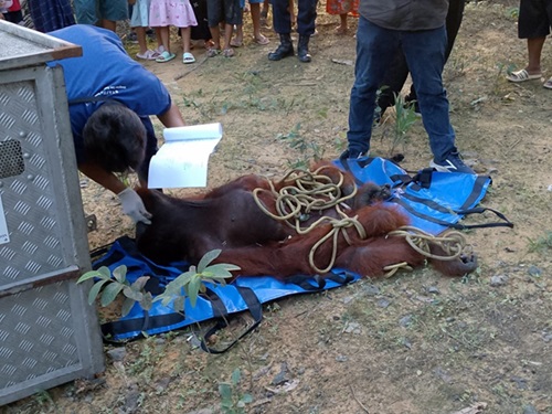 orangutan lamandau