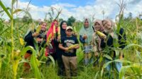 panen jagung