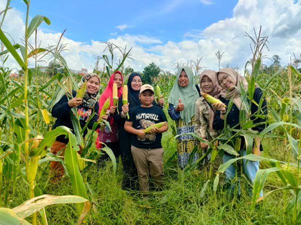 panen jagung panen jagung