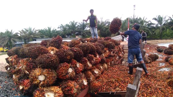 pemuat buah sawit