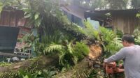 pohon tumbang