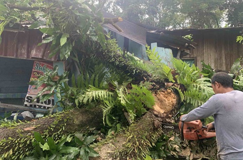 pohon tumbang