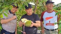 kebun durian