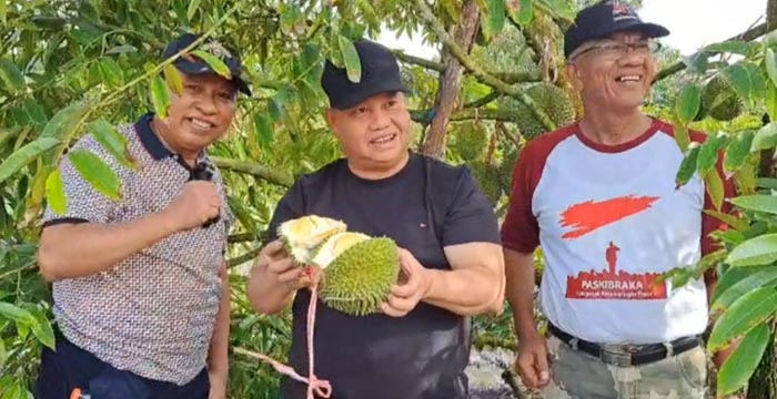 kebun durian