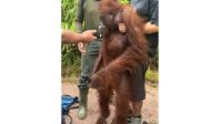 orang utan