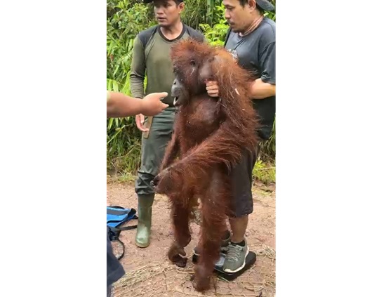 orang utan