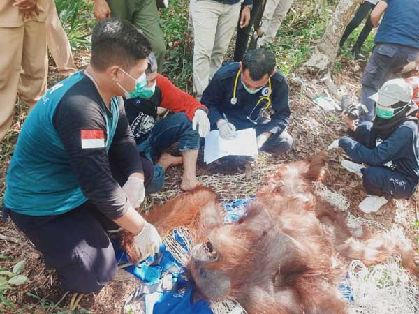 orang utan
