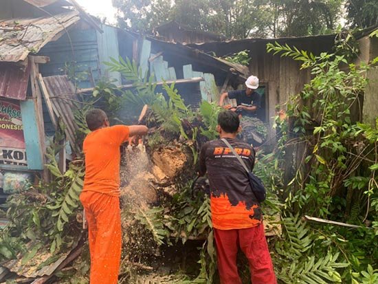 POHON TUMBANG pohon tumbang