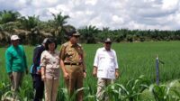 sawah desa palih baru