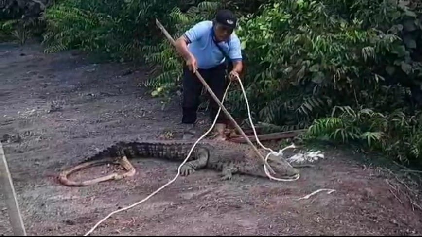 buaya pangkalan lada