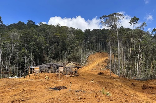 deforestasi
